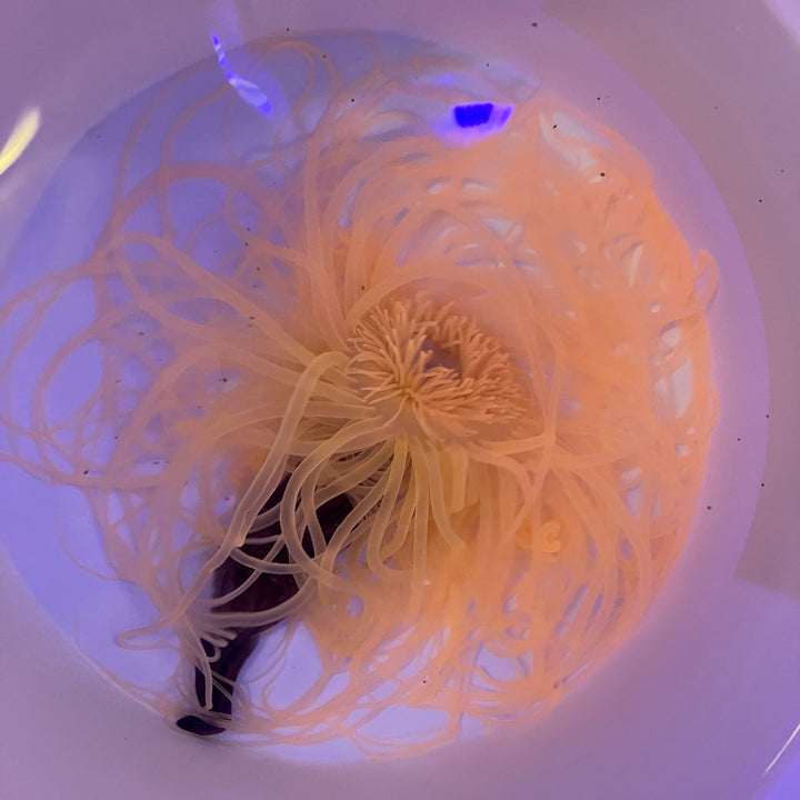 Zylinderrose - Ceriantharia sp. "Neon orange XXL"