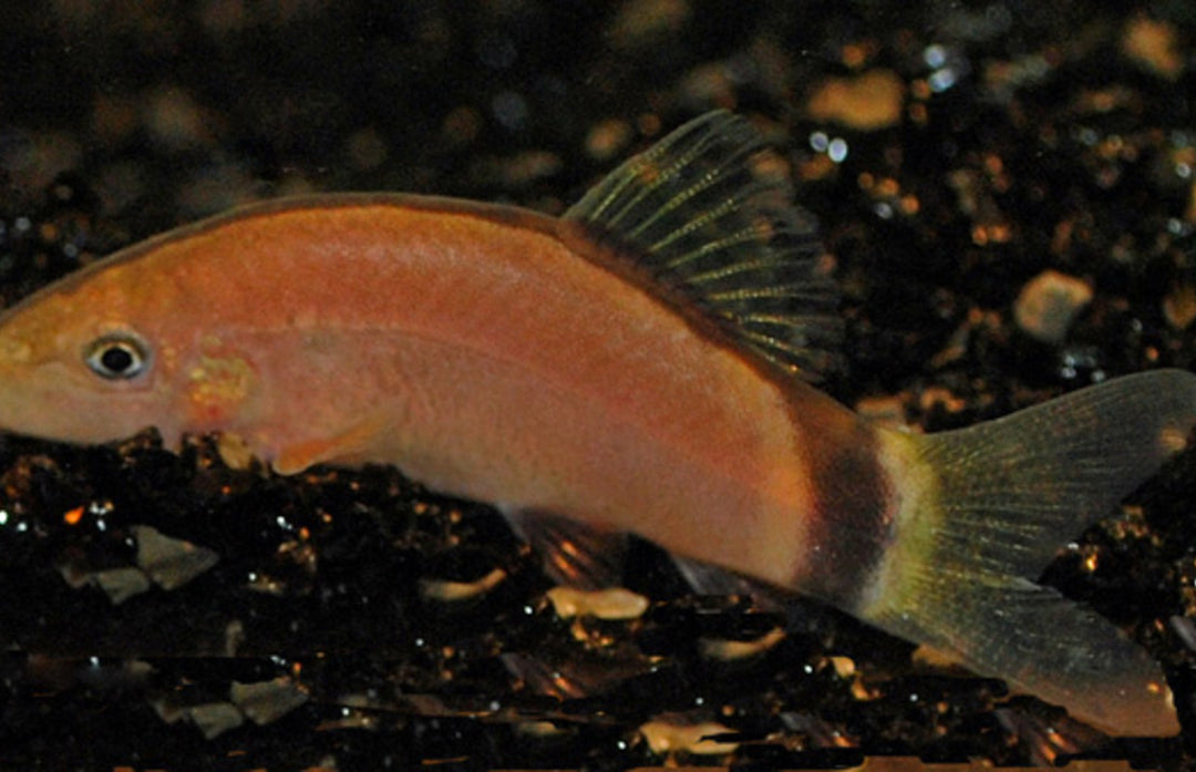 Aalstrichschmerle - Yasuhikotakia morleti