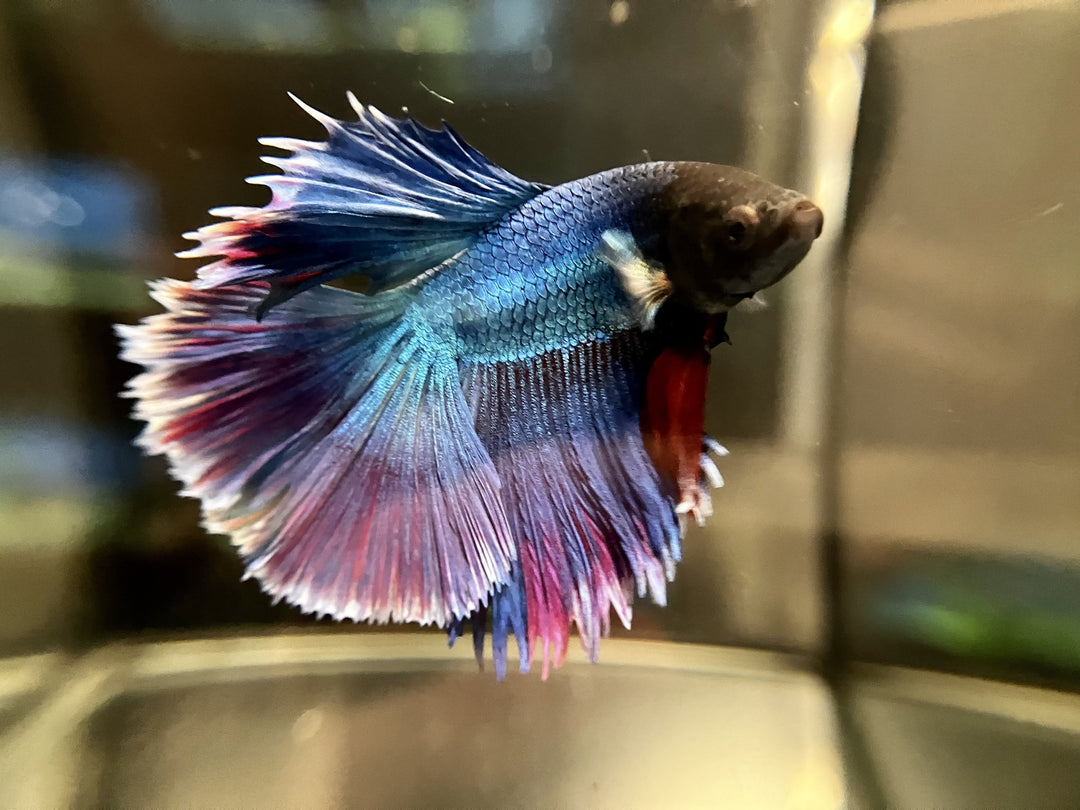Kampffisch Männchen - Betta splendens  "Rosetail"