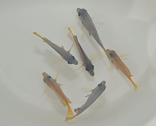 Blauer Doktorfisch