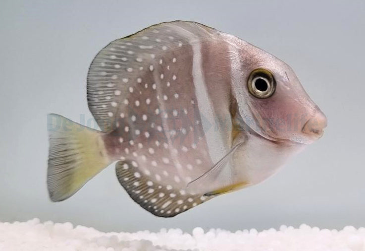 Brandungs Dokorfisch