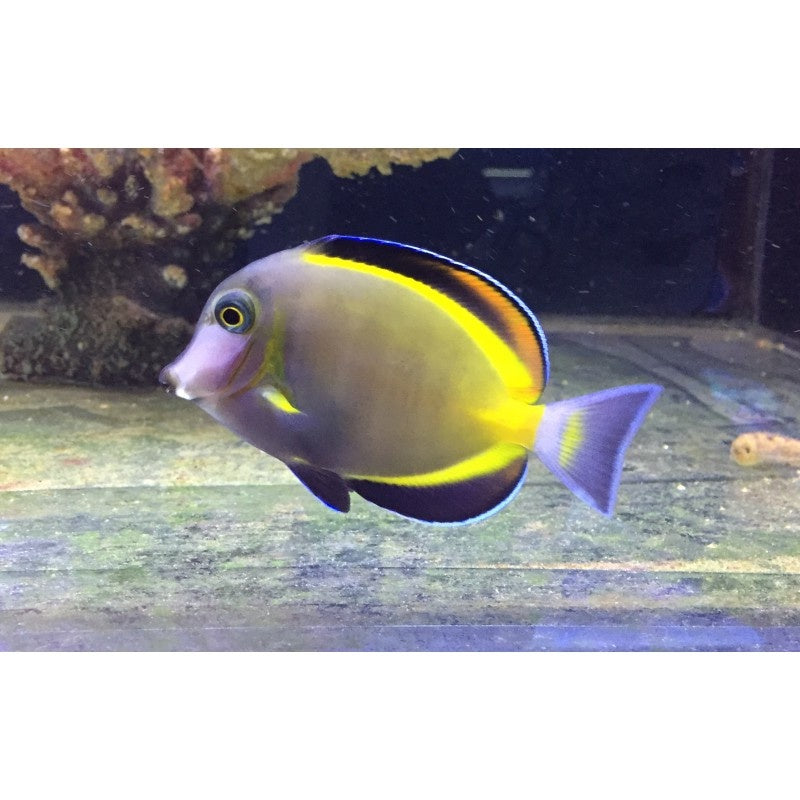Japanischer Doktorfisch