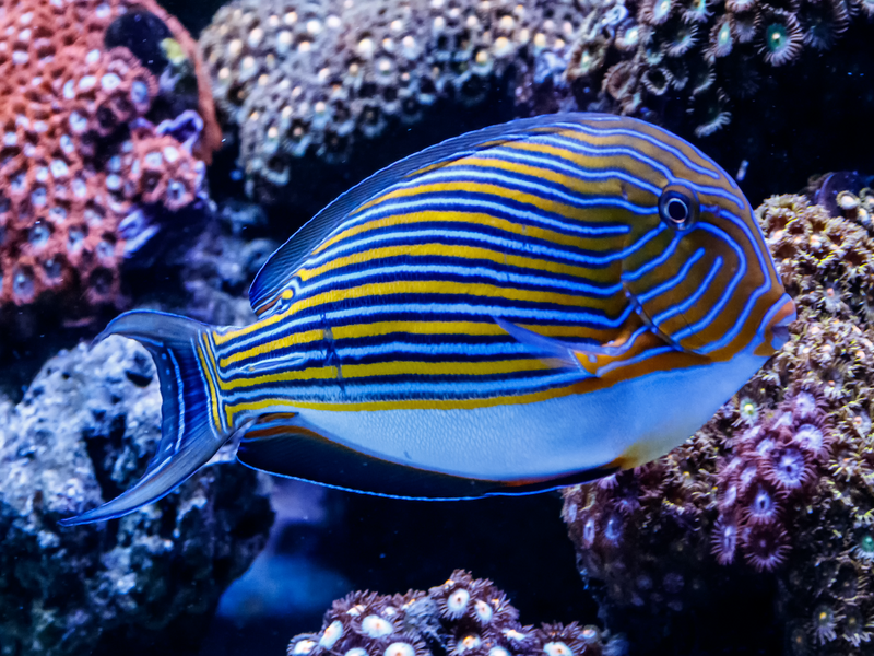 Blaustreifen Doktorfisch - Acanthurus lineatus