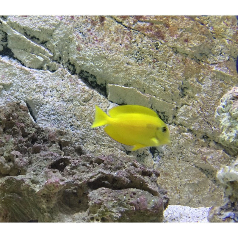 Orangefleck Doktorfisch