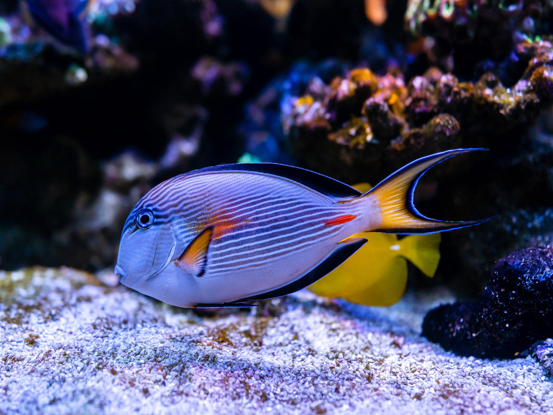 Arabischer Doktorfisch - Acanthurus sohal