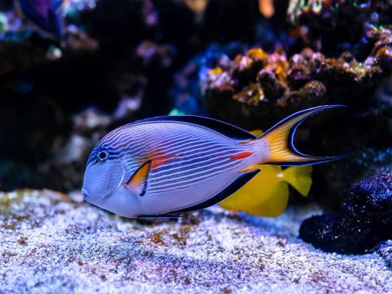 Arabischer Doktorfisch - Acanthurus sohal