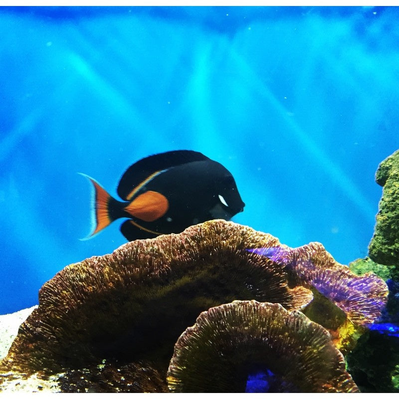 Achilles Doktorfisch