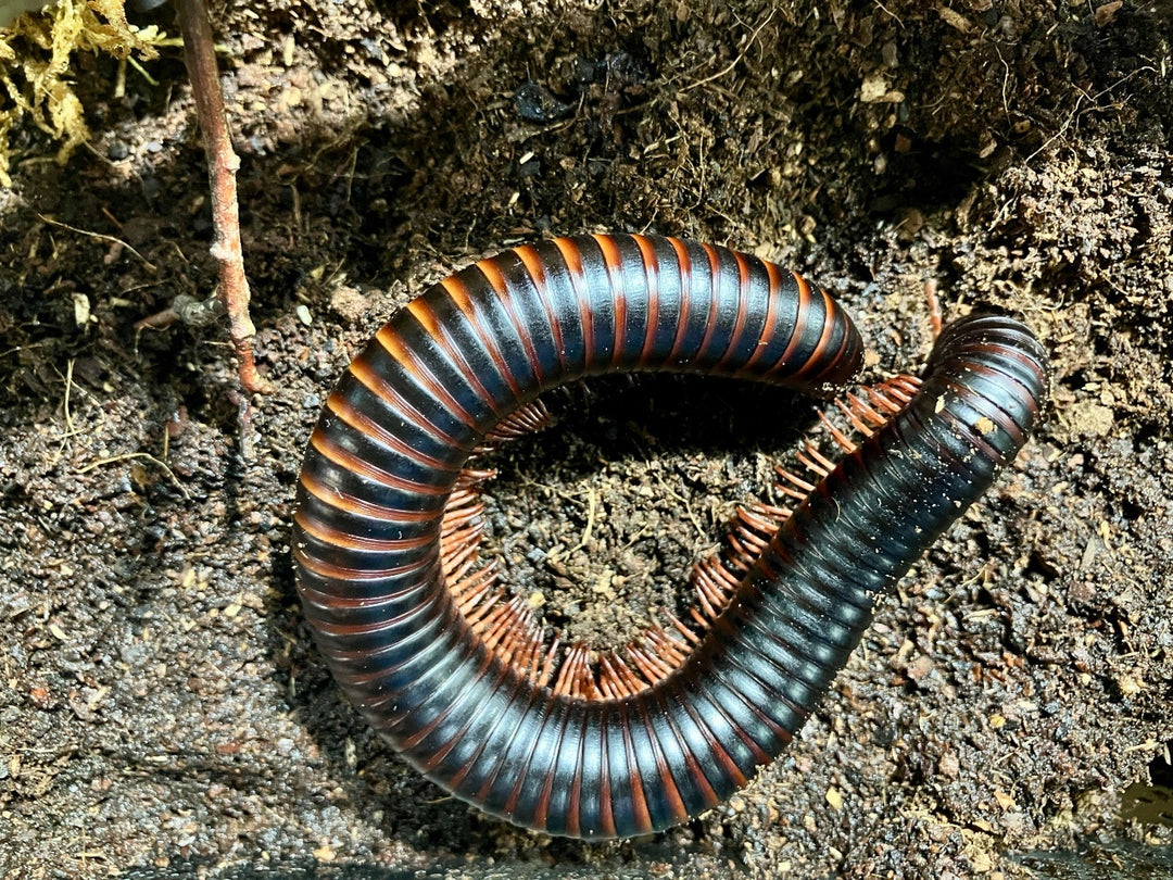 Afrikanischer Riesentausendfüßer - Archispirostreptus gigas