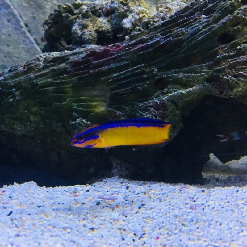 Aldabra Zwergbarsch "Nachzucht"