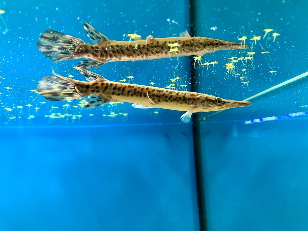 Alligatorhecht - Atractosteus spatula