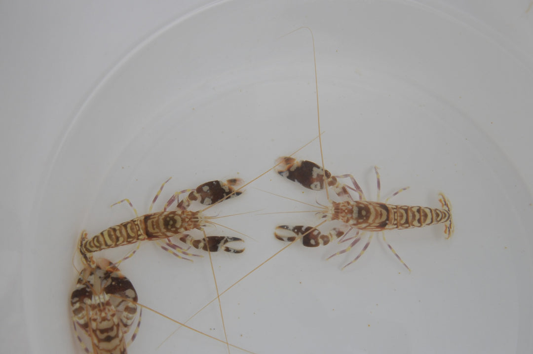 Getigerter Knallkrebs - Alpheus bellulus