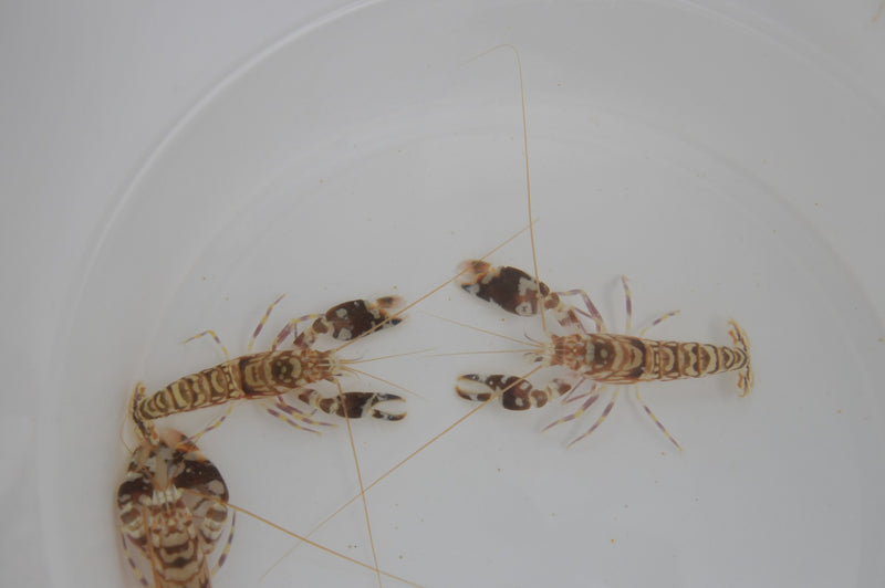 Getigerter Knallkrebs - Alpheus bellulus