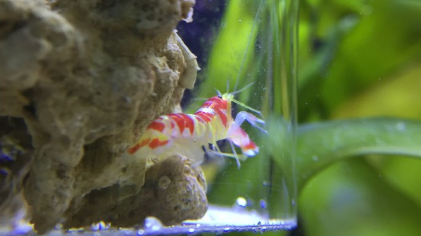 Randals Knallkrebs - Alpheus randalli