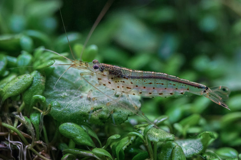 Amanogarnele - Caridina multidentata