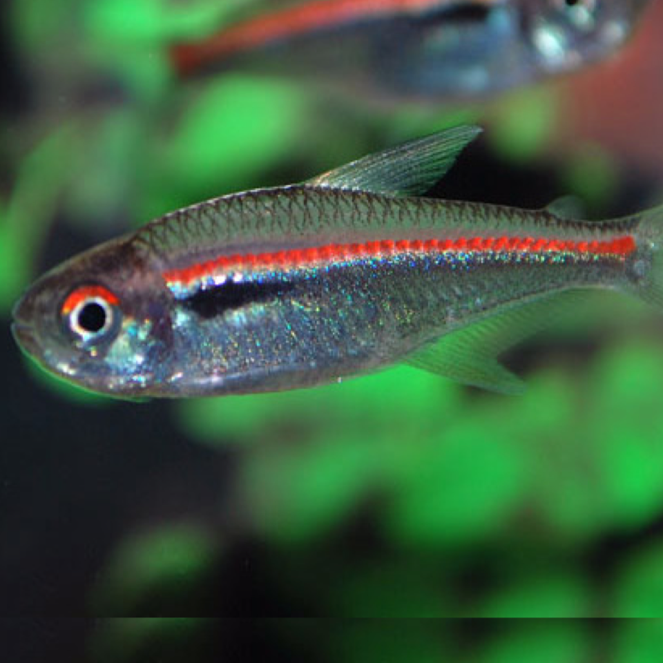 Amapa Glühlichtsalmler - Hyphessobrycon amapaensis