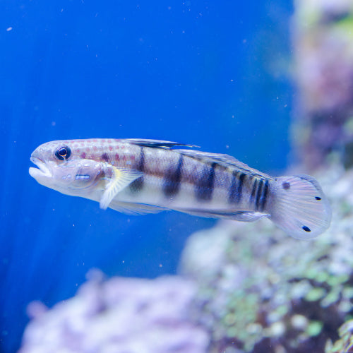 Baggergrundel - Amblygobius phalaena "Nachzucht"