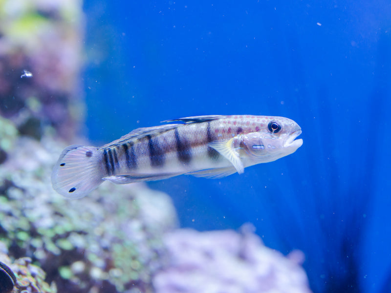 Baggergrundel - Amblygobius phalaena "Nachzucht"