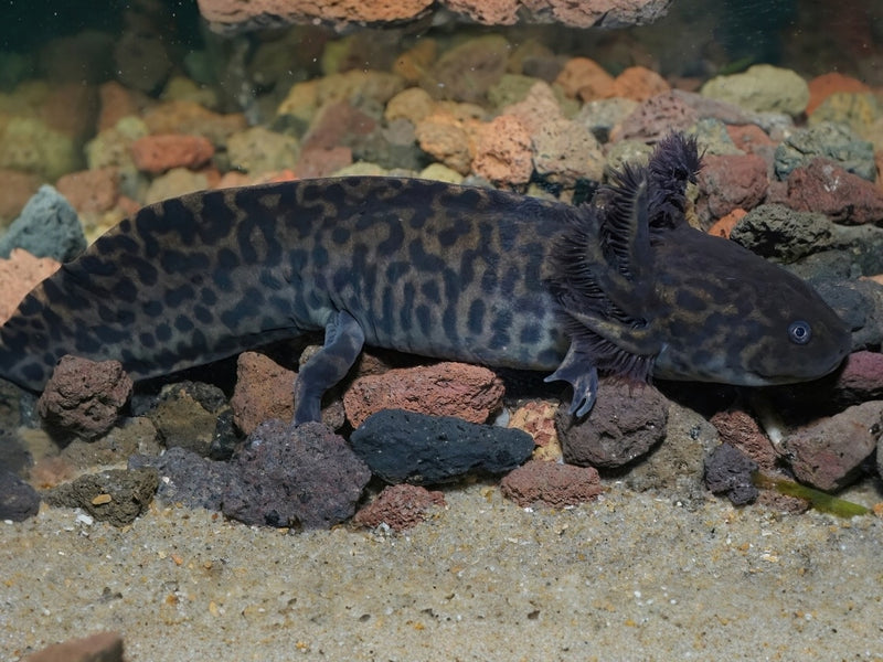 Anderson-Querzahnmolch - Ambystoma andersoni