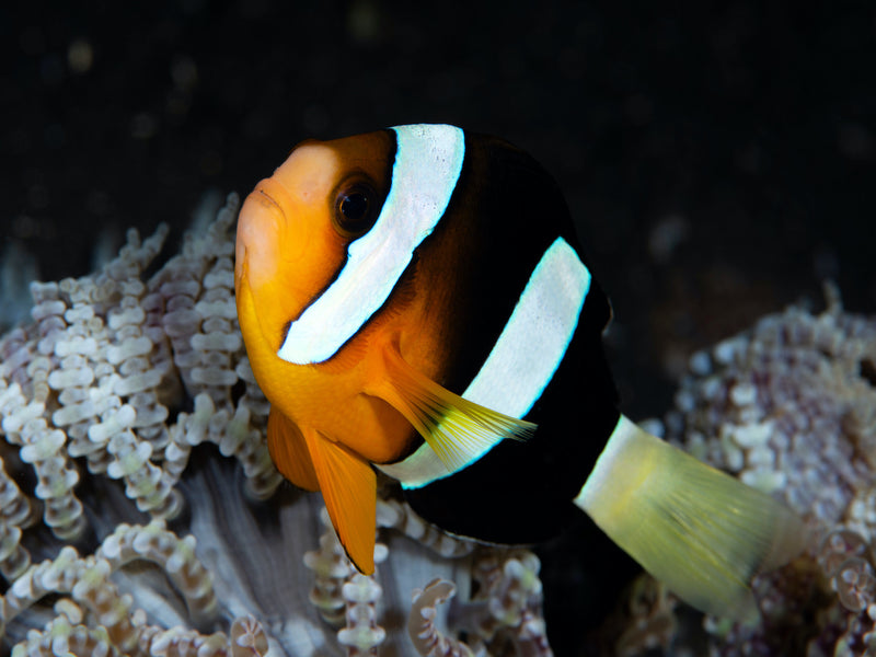 Clarks Anemonenfisch "Nachzucht"
