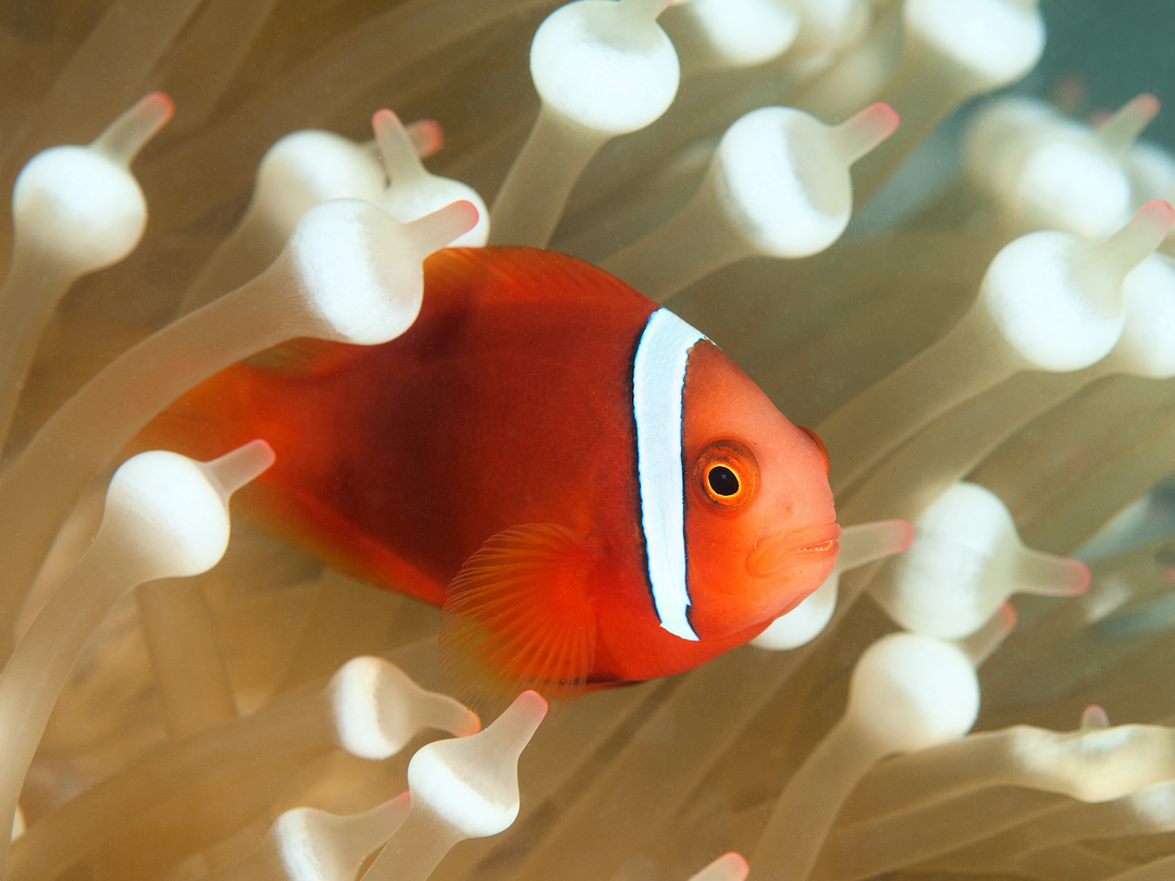 Amphiprion frenatus - Weißbinden Glühkohlen Anemonenfisch "Nachzucht"