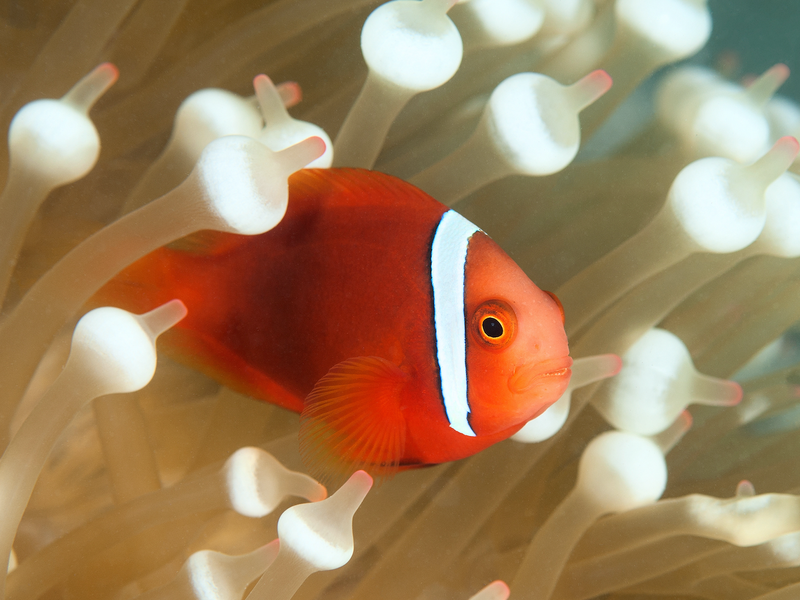 Amphiprion frenatus - Weißbinden Glühkohlen Anemonenfisch "Nachzucht"
