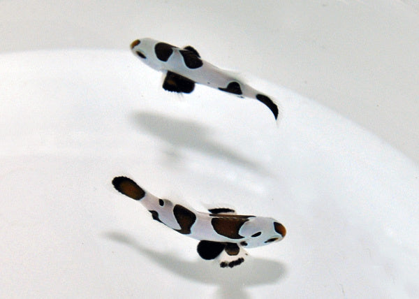 Falscher Clownfisch - Amphiprion ocellaris "Black Storm"