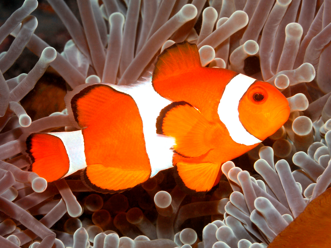 Falscher Clownfisch - Amphiprion ocellaris "Nachzucht"