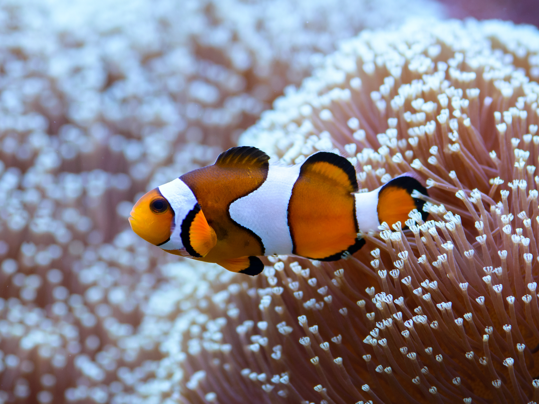 Echter Clownfisch - Amphiprion percula "Nachzucht"