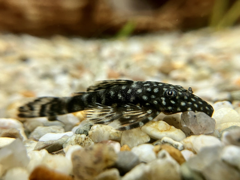 Antennenwels - Ancistrus sp.