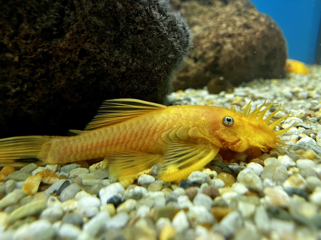 Gelber Antennenwels - Ancistrus sp. L144