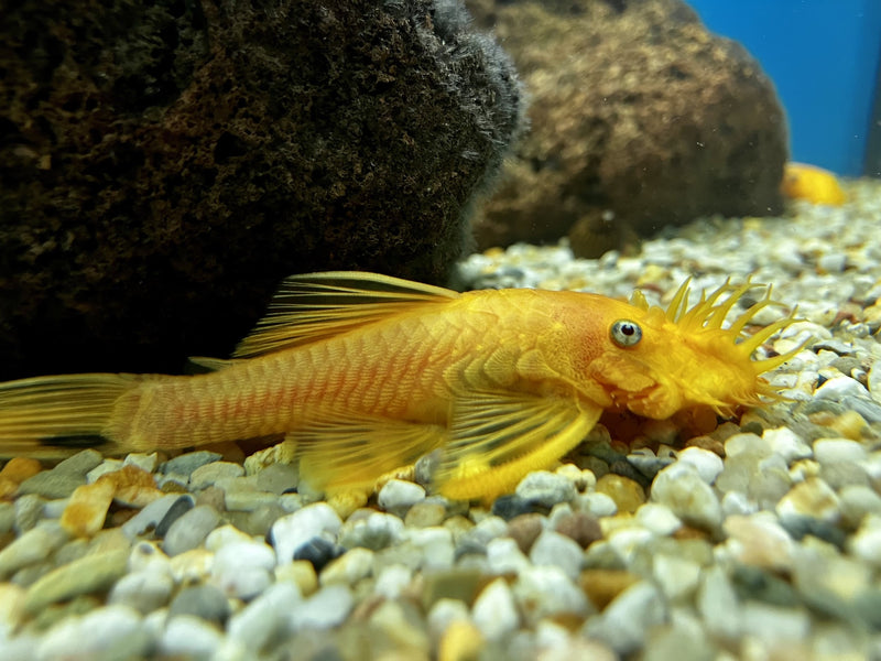Gelber Antennenwels - Ancistrus sp. L144