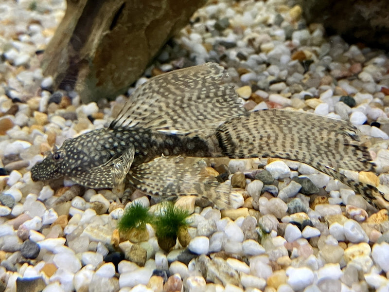Antennenwels - Ancistrus sp.  "Schleier"