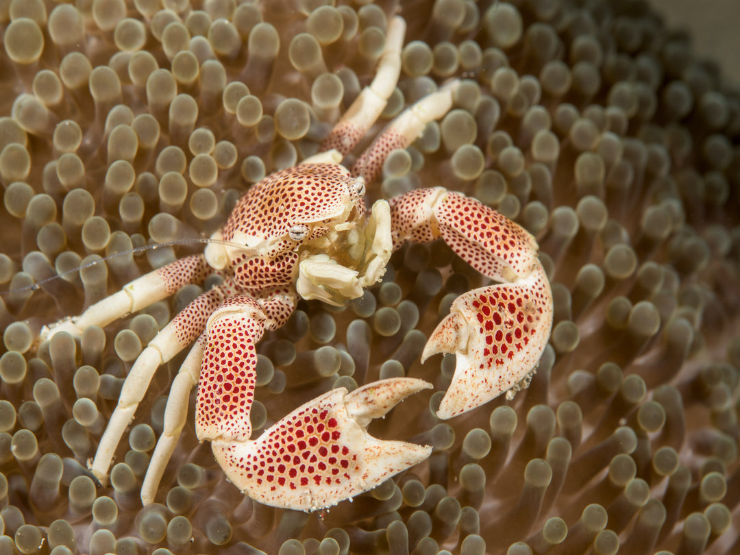 Anemonen Porzellankrebs - Neopetrolisthes maculatus