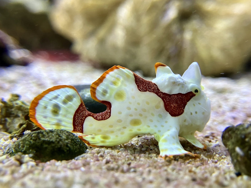 Warzen Anglerfisch  - Antennarius maculatus WYSIWYG