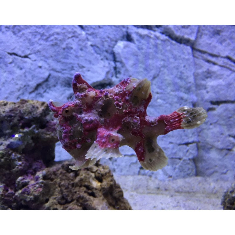 Warzen Anglerfisch  - Antennarius maculatus