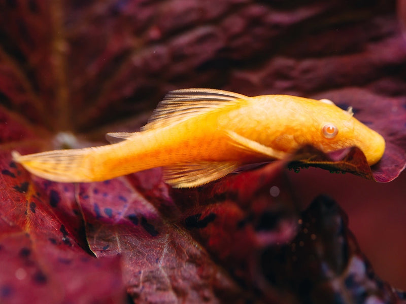 Antennenwels - Ancistrus cf. cirrhosus "Gold"