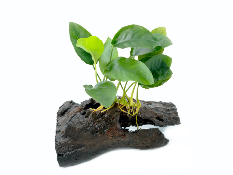 Anubia auf Holz 20-30cm