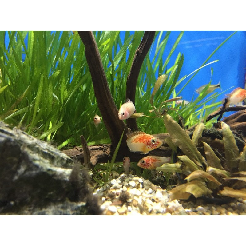 Schwarzkehl Zwergbuntbarsch - Apistogramma viejita