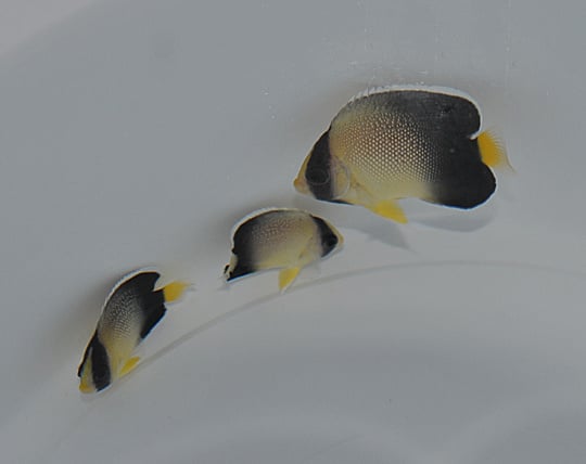Indischer Rauchglas Kaiserfisch - Apolemichthys xanthurus