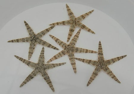 Grabender Seestern - Archaster typicus