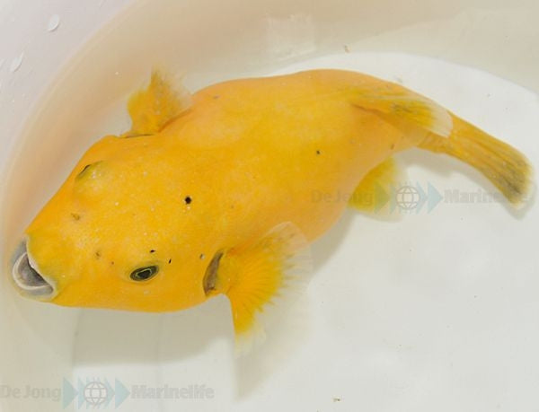 Goldgelber Kugelfisch