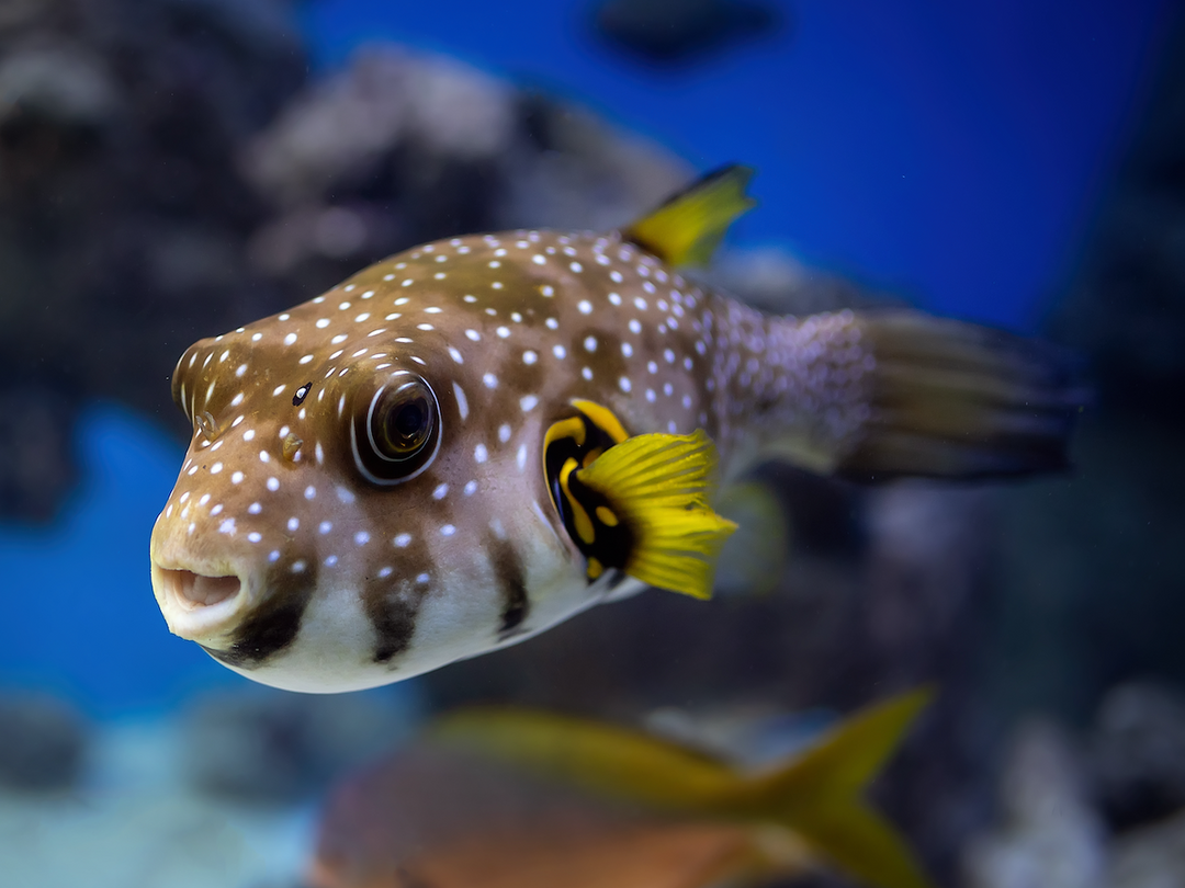 Weißflecken Kugelfisch - Arothron hispidus (Baby)
