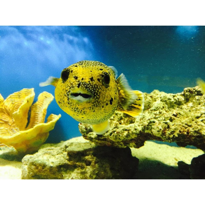 Perlhuhn Kugelfisch "Gold"