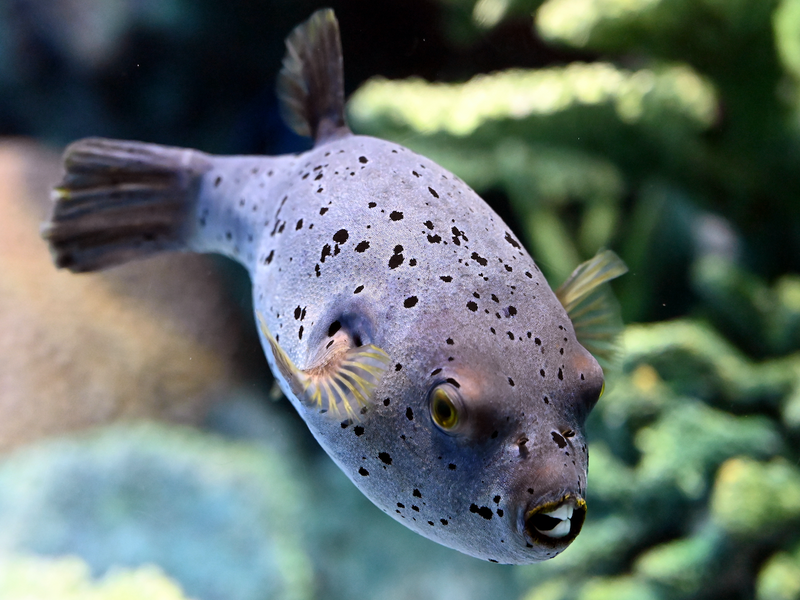 Schwarzflecken Kugelfisch - Arothron nigropunctatus