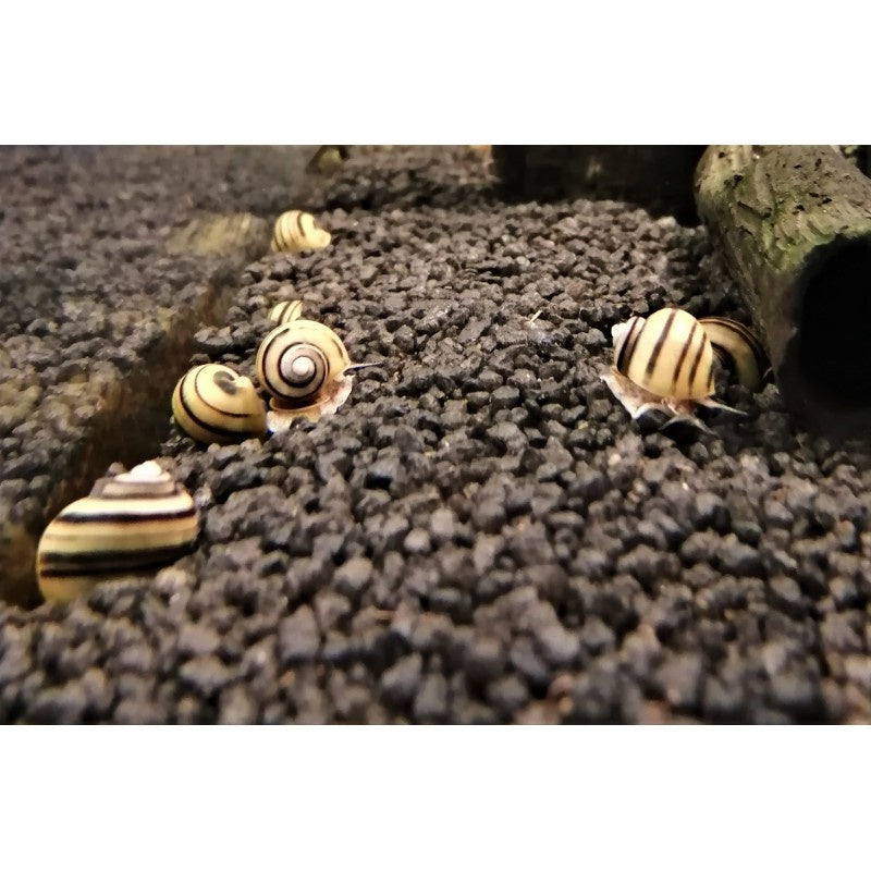 Zebra Apfelschnecke - Asolene spixi