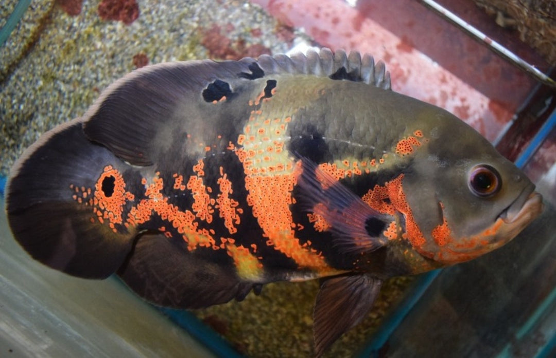 Pfauenaugen Buntbarsch - Astronotus ocellatus