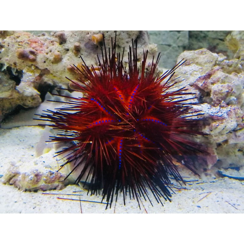 Roter Diademseeigel