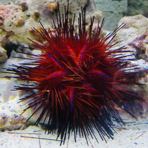 Roter Diademseeigel - Astropyga radiata