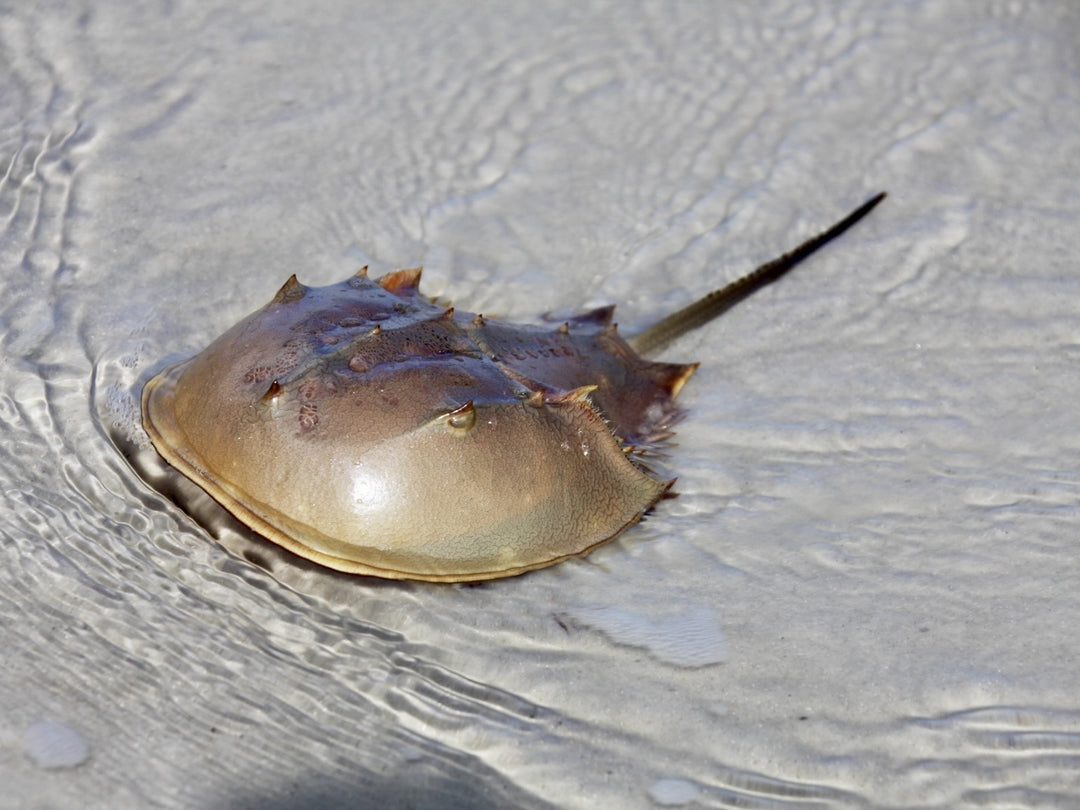Atlantischer Pfeilschwanzkrebs - Limulus polyphemus