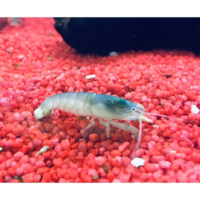 Blaue Monsterfächergarnele - Atya gabonensis